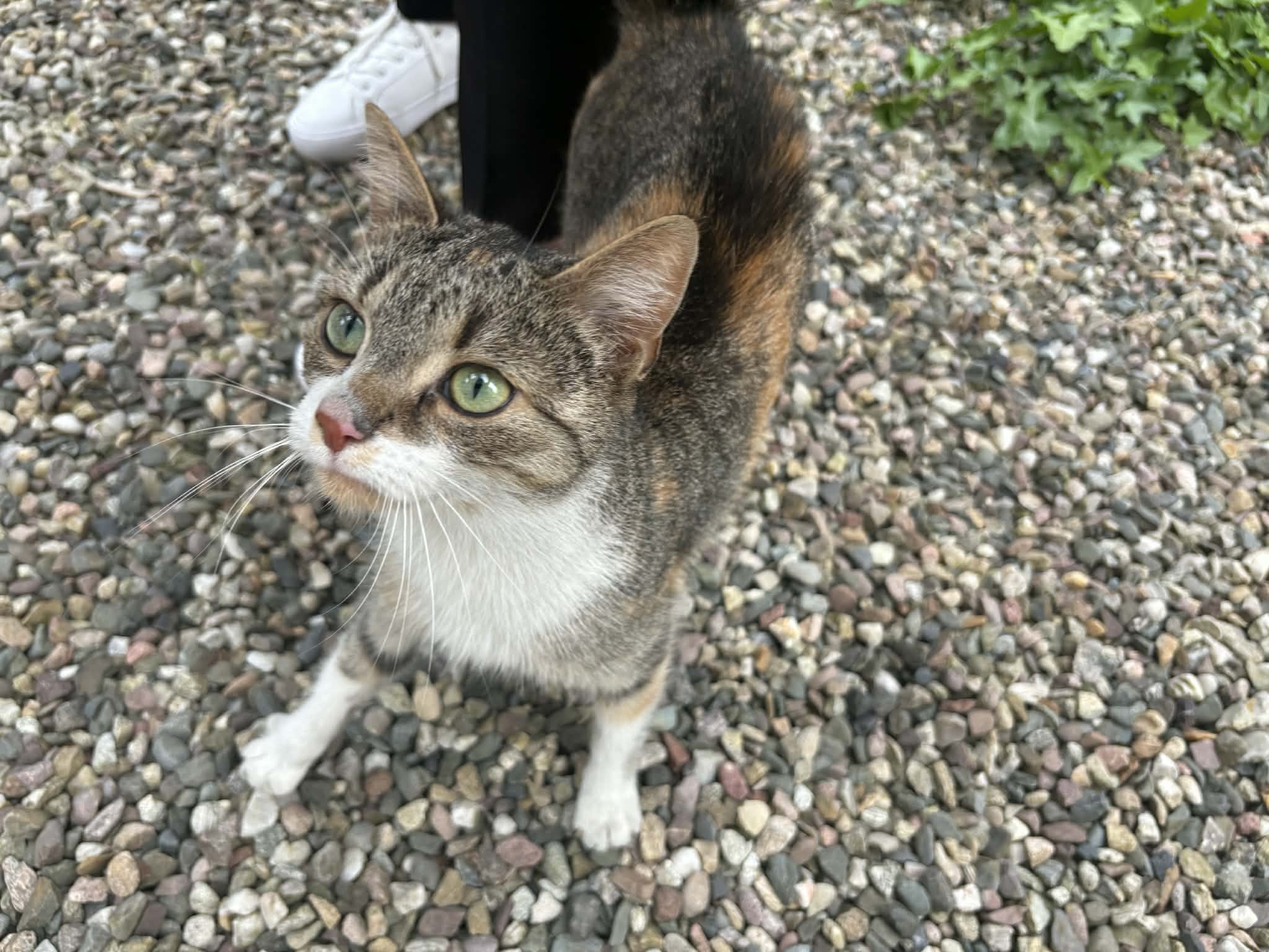🐱 Przyszła po pomoc. Znalazła dom.