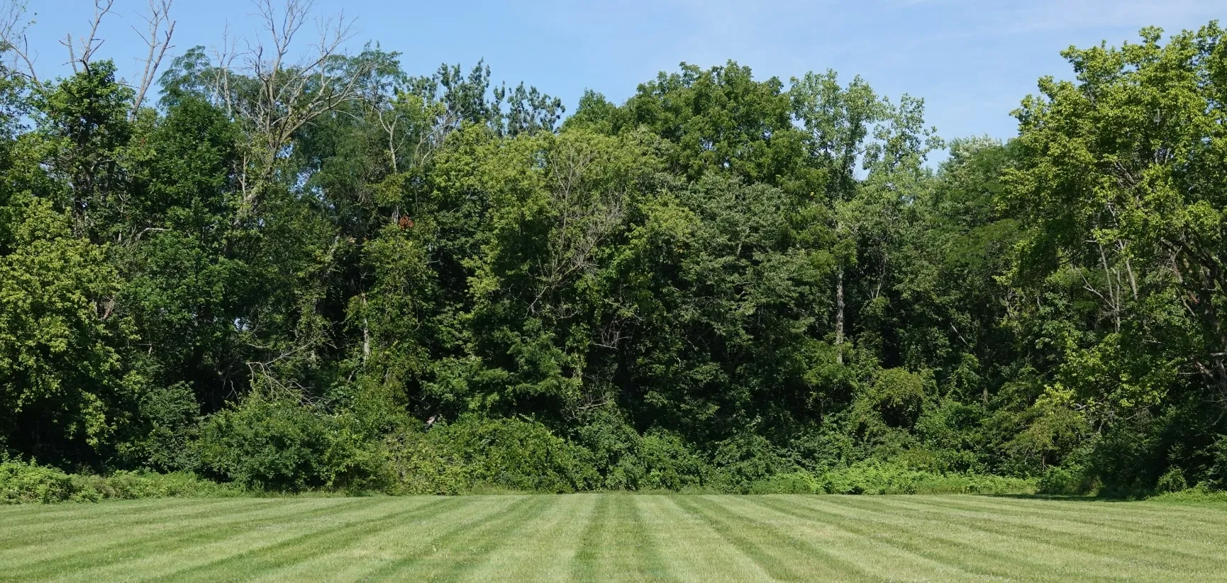 Jak uchronić się przed opłatą za wycinkę drzew?